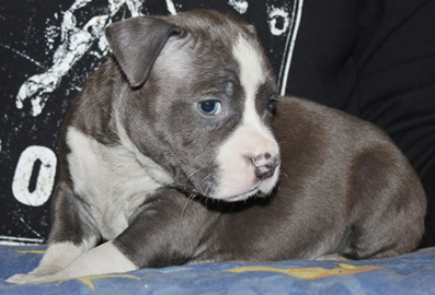 DDDawgs Warsaw Express